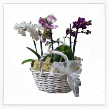 Orchids in basket