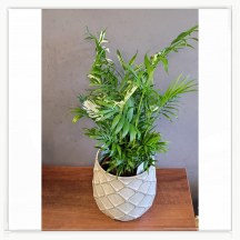 Chamaedora variegata