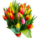 Kolorowe  tulipany